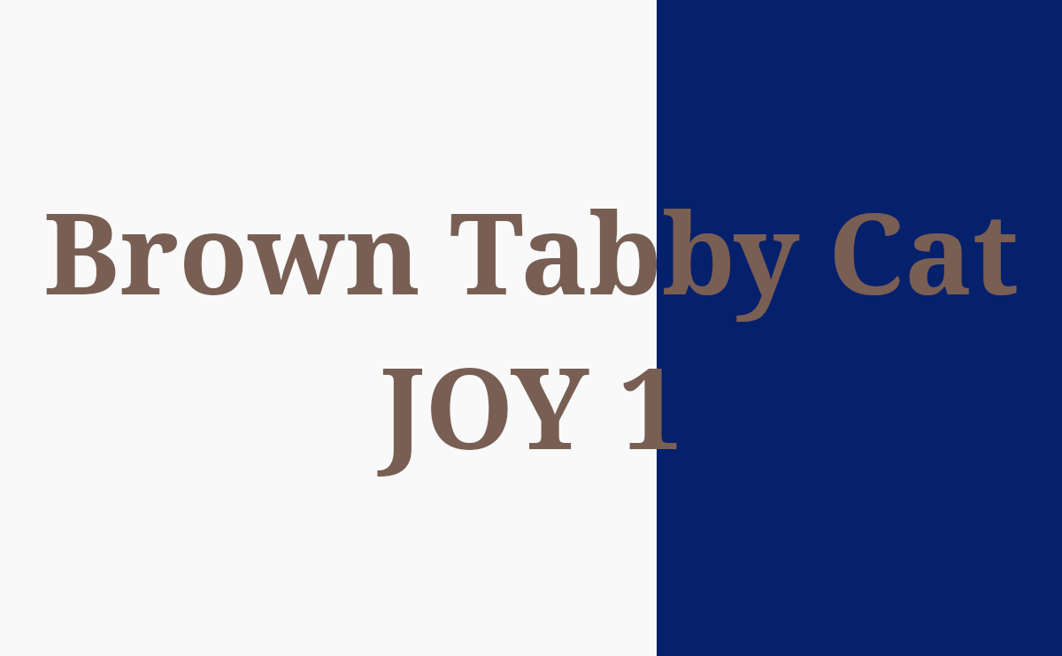 Brown Tabby Cat JOY 1