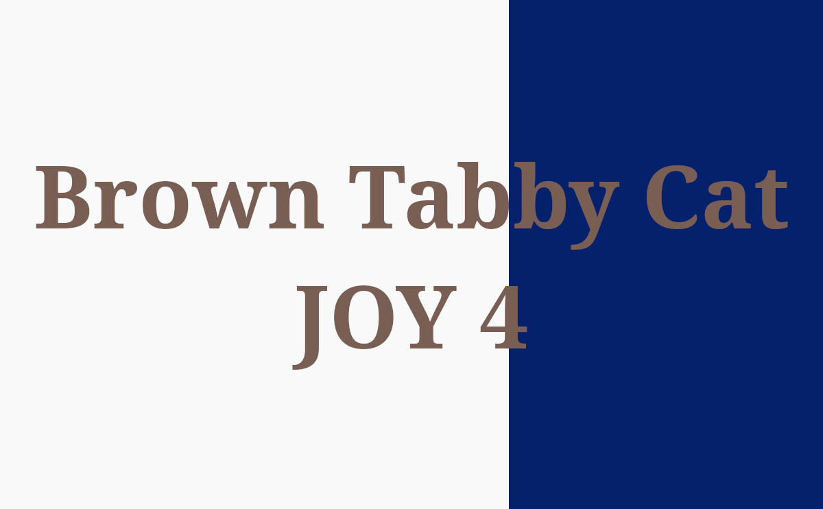 Brown Tabby Cat JOY 4