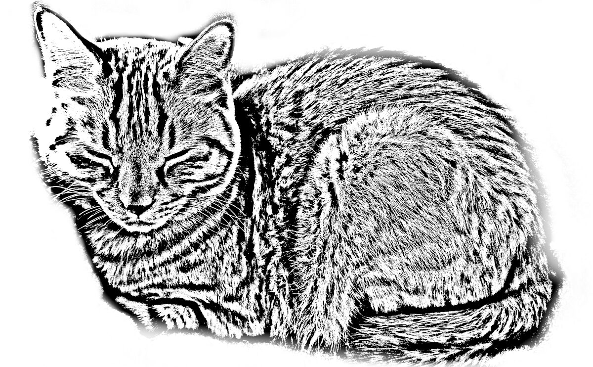 No LIFE, No CAT. mindfulness: Embracing the Wet Embrace. Learning “Imperfection” and Acceptance from the Sound of Rain