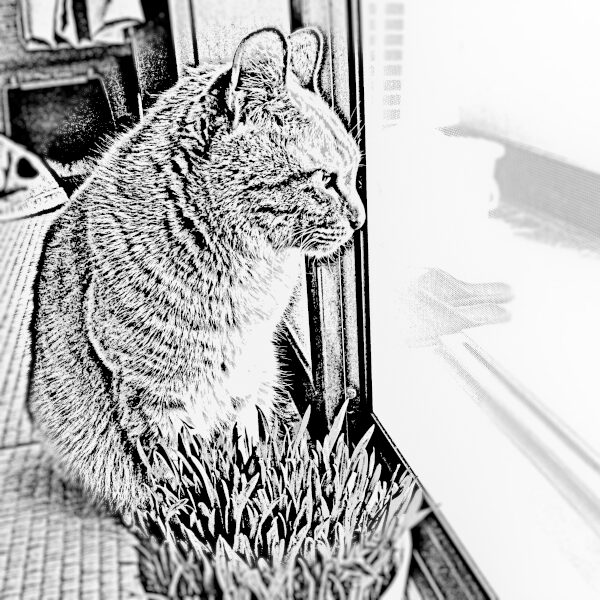 Tabby Cat JOY.